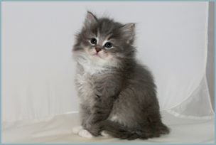 Male Siberian Kitten from Deedlebug Siberians